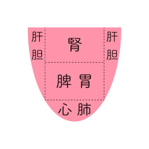 舌診と五臓の対応表